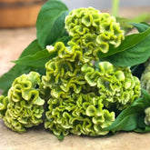 Green Celosia